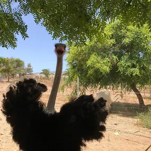  Bauernhof Finca Avestruz
